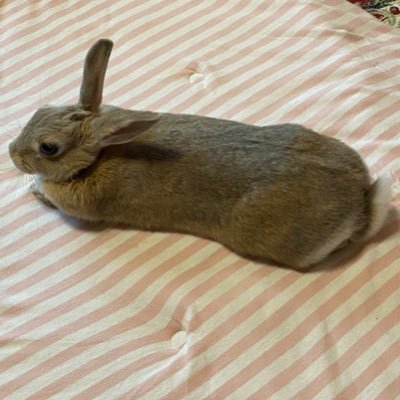 Xpjw6RttDqHQMBx's profile picture. 🎵好きな音楽：岡崎体育👛、竹内アンナ🎸、フィロソフィーのダンス🩷、岡村靖幸🎹、The Offspring などの洋楽ロック🎸 日常：お酒に合う料理作り、🐒🐻🐕の動画を観る