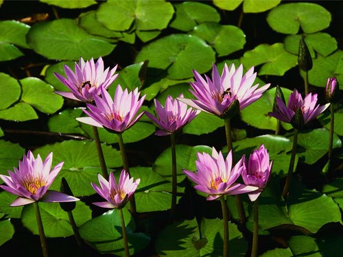 purple flowers