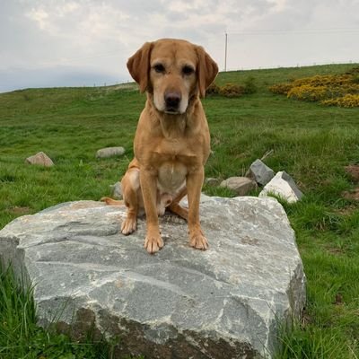 K999CopsOAPs's profile picture. A fund set up to benefit the retired police dogs of West Mercia Police after their service to their force & the community.