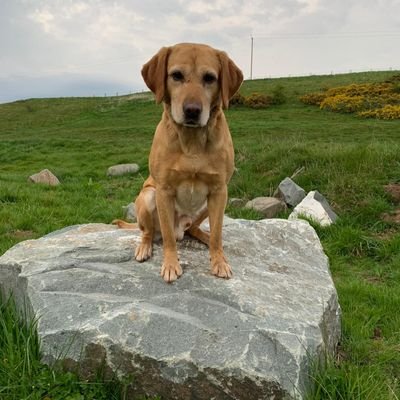 A fund set up to benefit the retired police dogs of West Mercia Police after their service to their force & the community.