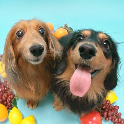さっちん على تويتر 爆睡中 大好きな手作りボーロ置いても起きないくらいの爆睡 ダックス 悪性リンパ腫 犬好きさんと繋がりたい 手作りおやつ