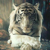 W.H (@alhashemya) 's Twitter Profile