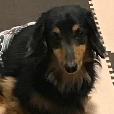 kadoraSchwarze's profile picture. 