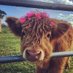 ecoco🐂🐄🐃🦬🐄 (@aecocco1) Twitter profile photo ecoco🐂🐄🐃🦬🐄 (@aecocco1) Twitter profile photo