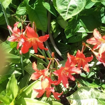 SentenciadaN's profile picture. Honesta, chin de Humor, sarcástica, justa con las causas nobles y amo la vida