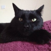 Moog / ムギ (@the_moogy) 's Twitter Profile