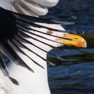 earlseye's profile picture. 🦅📷🚐 💙