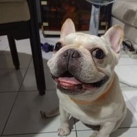 Apisit Zzz. (@apisit_s) 's Twitter Profile