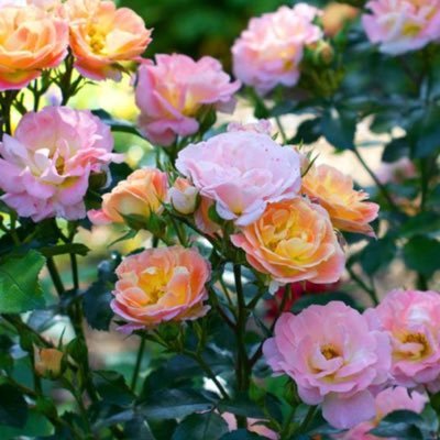 Myinfo941454043's profile picture. I got 3 children, 6 grandchildren, retired and I love ❤️ America, 🐶🐱Im also in love with a wonderful man! Very Pro Trump 🚫DMs