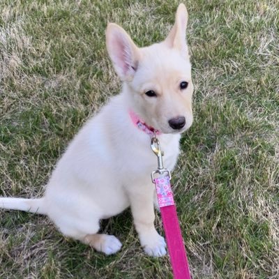 SobeDog007's profile picture. 