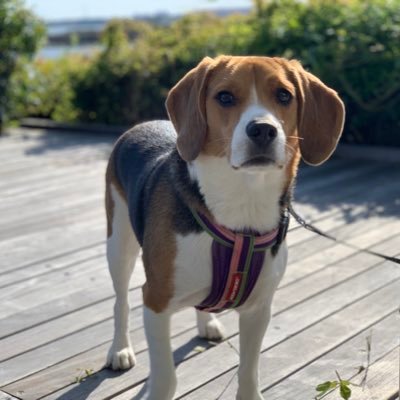 4chacha2's profile picture. 音楽大好き♬/社会人の息子.娘/2代目ビーグル元汰🐶/山登り/カヌー🛶