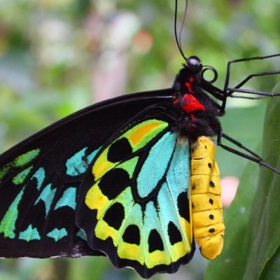 CottageNgara's profile picture. 'Ngara' cottage is an idyllic rustic but modern rural retreat nestled in the Sunshine Coast hinterland. https://t.co/7Yyjj83KAq #airBnB