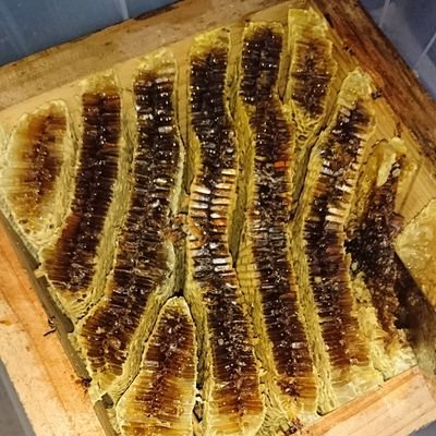 日々、日本蜜蜂の養蜂道を模索しております。