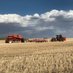 Herle Seed Farm (@herleseedfarm) Twitter profile photo Herle Seed Farm (@herleseedfarm) Twitter profile photo