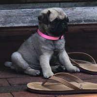 Maybel (Pugmaybel)(@pugmaybel) 's Twitter Profile Photo