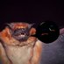 Neotropical Bat Bioacoustics (@NeoBatSounds) Twitter profile photo