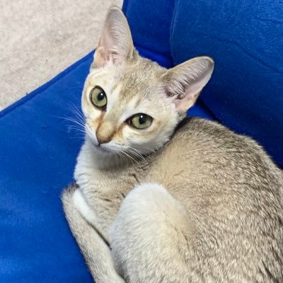 ツイッター初心者です。愛猫の凛（現在10ケ月）娘の面白い写真が撮れたらツィートします。