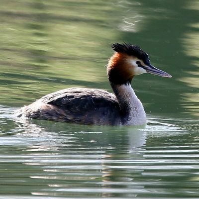 野鳥観察をしています
退職後、健康の為に近くの公園を散策しながら花や樹木を観ていたのですが多くの人が野鳥観察をしているのを見て興味を持ち最近では出来るだけ毎日公園を1周しながらの野鳥観察が日課です