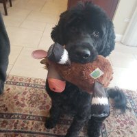 Sam Waakan-strom (@samwagstrom) 's Twitter Profile