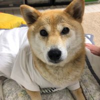 すーさん (@a4f23g96rubdbaz) 's Twitter Profile