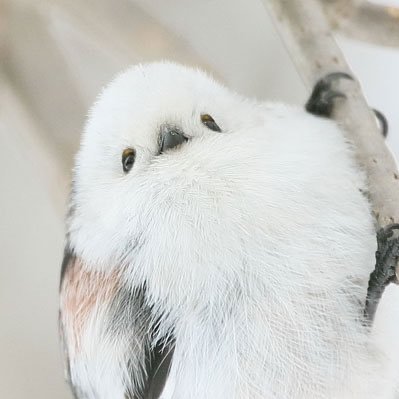 uwh_uw's profile picture. 無言フォロー失礼します/基本腐ってるし、雑食です。/（好きなものには）君のことが好きだと叫びたい人種（20↑）