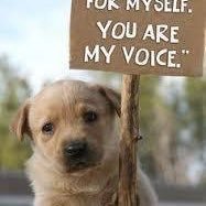 An Animal Lovers / Unacceptable for all animals Abusers / VOICE FOR THE VOICELESS.