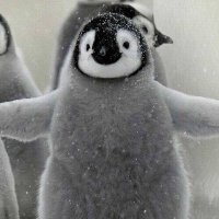 シャチペン (@ifee1ptqtr1ajql) 's Twitter Profile Photo