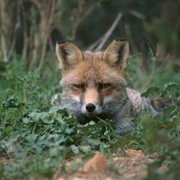 Trucafort (@trucafort) 's Twitter Profile
