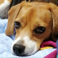 ビーグルペペ (@beaglepepeko) 's Twitter Profile