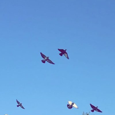 A33167295's profile picture. Flying in the sky