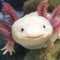 Axolotl the wise(@AxolotlWise) 's Twitter Profile Photo