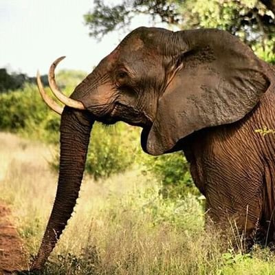 wyndawgzndhlovu's profile picture. life