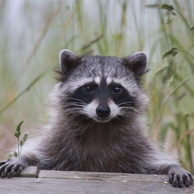 bringing joy to your life one raccoon at a time | parody | we do not own any content | message for credit!