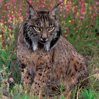 Beatriz (@beatrizbug) 's Twitter Profile