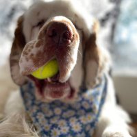 jackie hickey - @FredTheClumber Twitter Profile Photo