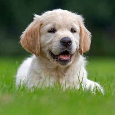 Pawrent2's profile picture. PAWrents