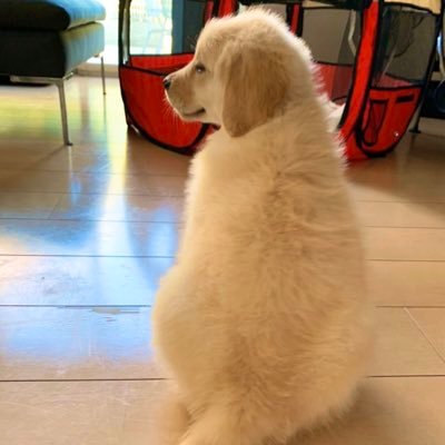 Addie ゴールデンレトリバー V Twitter こんなに吠えてる理由は 自分のクッションが外に干されているから ある意味賢い笑 Dog Staysafe ステイホーム 家で過ごそう ゴールデンレトリバ Goldenretriever Puppy 仔犬 子犬 愛犬 癒し 癒し動画 犬のいる