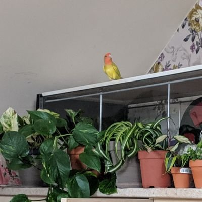 Here's my personal collection of houseplants with my beautiful lovebird Nicky and my tabby cat Stanley. 
insta:#houseplantmaniac #parrot._.palace