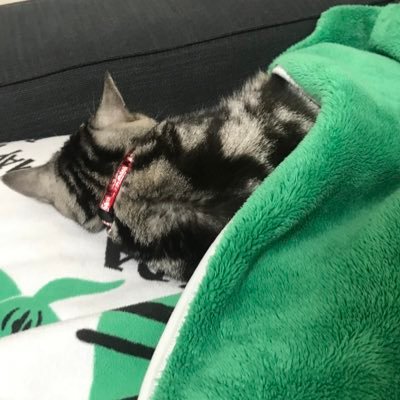 まつしろたくや