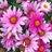 Daisy_bookgram