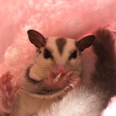 モモンガモンロー E4hvjld4cmkxz0j Twitter モモンガモンロー E4hvjld4cmkxz0j Twitter