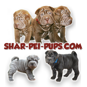 Located in North Ga. We are a small hobby breeder, All of our Shar-Pei's are Pure Bred,  AKC Registered, raised inside our home.