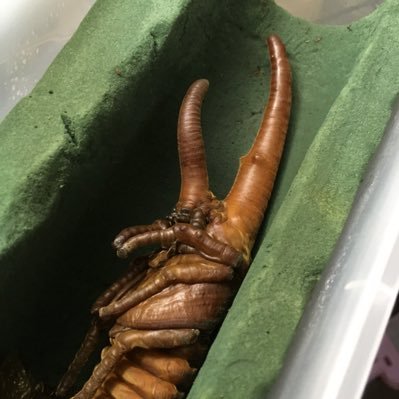 クミヒト 昆虫飼育 線虫は湿度の高いところに湧く傾向がありますのでてっとり早い方法としては通気性を確保してケース内の湿気を無くすというのが1つの方法としてあげられます ヘラクレス飼育 昆虫飼育 線虫 対策 クミヒト 昆虫飼育 線虫は湿度の高いところに湧く傾向がありますのでてっとり早い方法としては通気性を確保してケース内の湿気を無くすというのが1つの方法としてあげられます ヘラクレス飼育 昆虫飼育 線虫 対策
