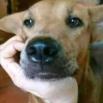 CurryMuncher503's profile picture. 