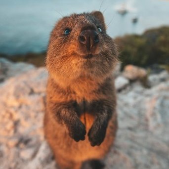 Piupiupiupiu9's profile picture. Это я