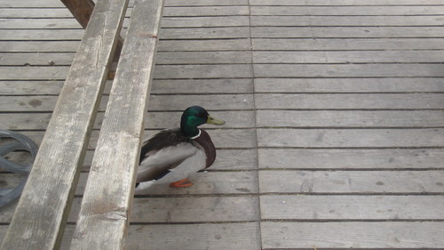 PandasRule28's profile picture. 