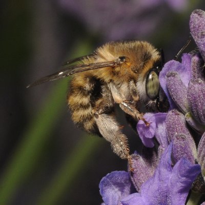 The connection between flowers and pollinators is a fascinating story. Starting with insects it now includes birds and bats. it is all about coevolution.
