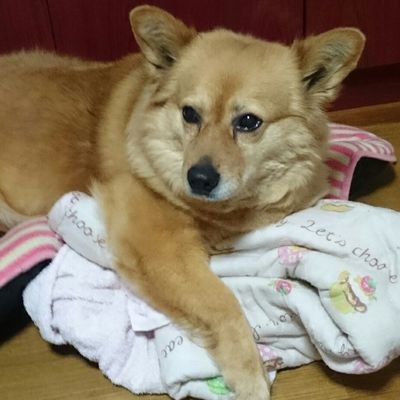 岡山の迷子犬マロンを探しています Nsexzo6sqcp8zlw Twitter