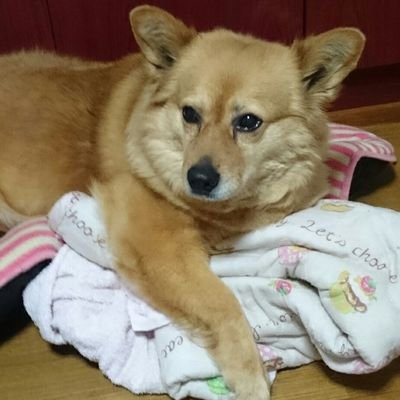 岡山県の迷子犬マロンのアカウントです。
いなくなって日にちが過ぎておりますが、心当たりのある方は教えて下さい。

見かけた場所日時、もし写真などありましたら、よろしくお願いします。
※浦安で目撃されているワンちゃんは別犬です。情報をありがとうございます。

迷子の子たちがみんなお家に帰れますように。
#岡山犬マロン