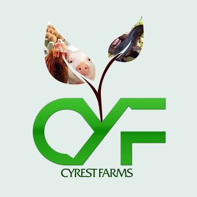 Cyrest2's profile picture. 